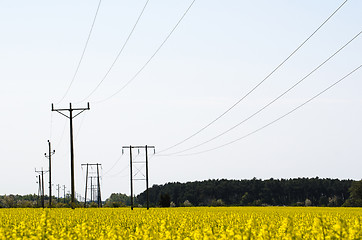 Image showing Power lines in a rapeseed field