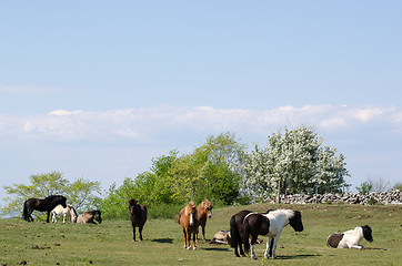 Image showing Herd of multicolored horses