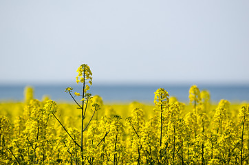 Image showing Canola field closeup