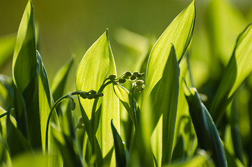 Image showing Lily of the Valley buds