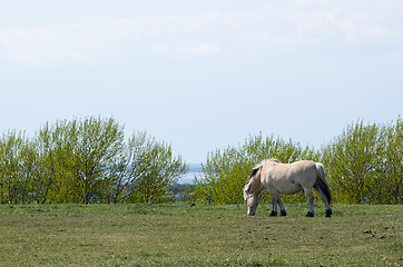 Image showing Fjord horse grazing at spring