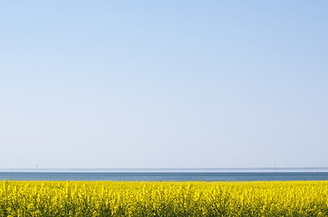 Image showing Canola field by the coast