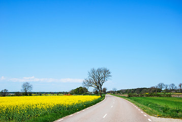 Image showing Countryroad by springtime