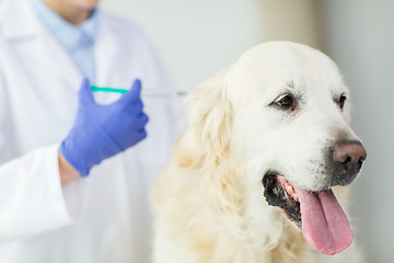 Image showing close up of vet making vaccine to dog at clinic