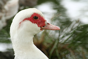 Image showing White and red duck