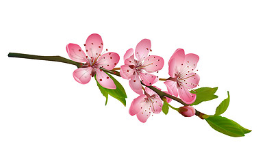 Image showing Cherry blossom, sakura flowers isolated