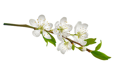 Image showing Blossoming cherry branch with white flowers.