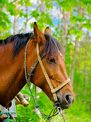 Image showing Horse 