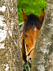 Image showing Horse 