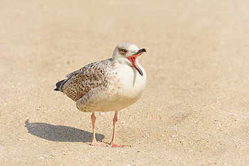 Image showing Gulls Birdling on the Sand