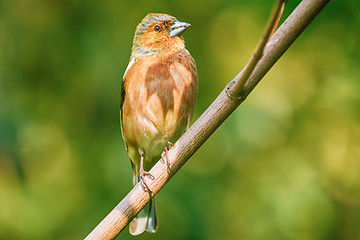 Image showing Male Common Chaffinch