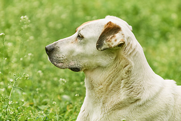 Image showing Portrait of Mongrel Dog