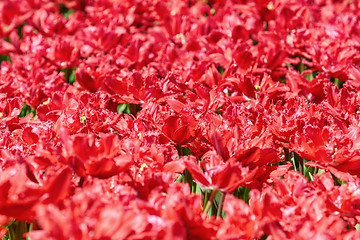 Image showing Field of Red Tulips