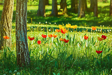 Image showing Tulips in the Forest
