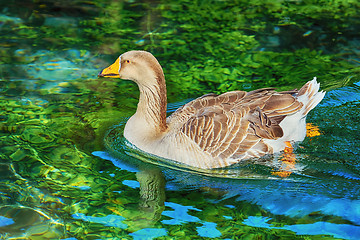 Image showing Goose on the Lake