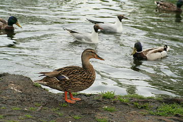 Image showing Staying ashore