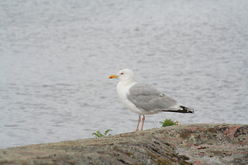 Image showing Seagull