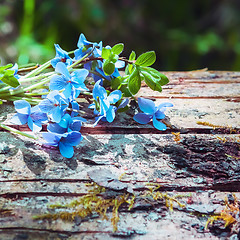 Image showing Floral background with forest violet 