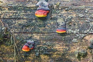 Image showing Wood mushrooms on an old trunk