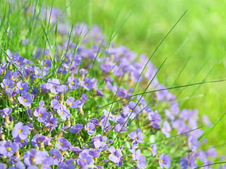 Image showing Small blue field flowers on sunlight alpine meadow