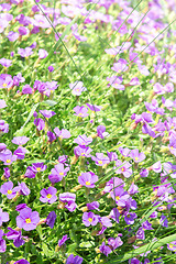Image showing Vertical floral background with small violet Aubrieta flowers