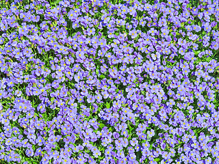 Image showing Aubrieta tiny blue summer flowers background