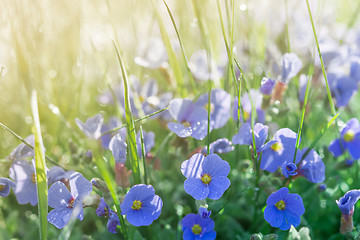 Image showing Sunshine summer lawn with little blue flowers and rain drops