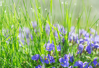 Image showing Backlit droplets morning dew on summer sunlit glade