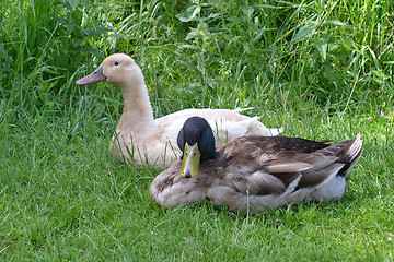 Image showing Pair of ducks