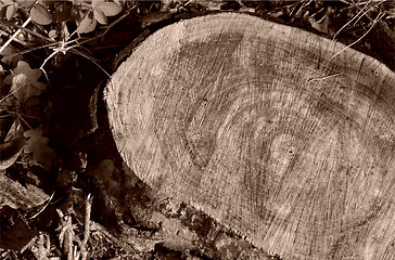 Image showing aged tree