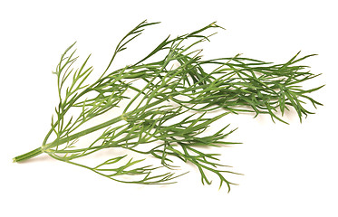 Image showing fresh dill isolated