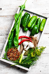 Image showing Fresh pickling cucumbers