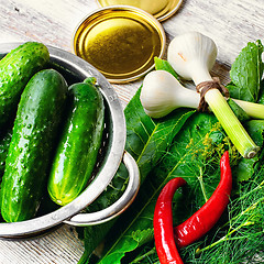 Image showing Fresh pickling cucumbers