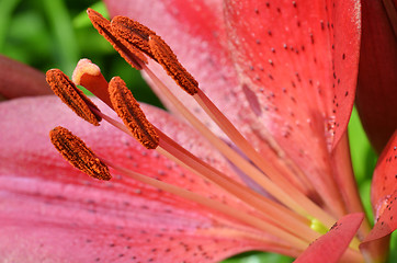 Image showing Beautiful lily growing in garden