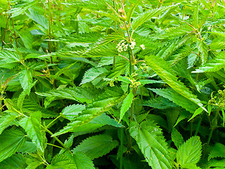 Image showing Green Nettle