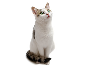 Image showing Sitting Cat