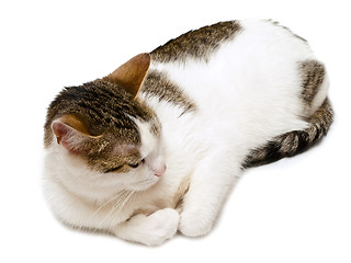 Image showing Sleeping Cat 