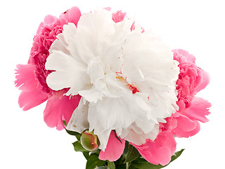 Image showing Pink And White Peony