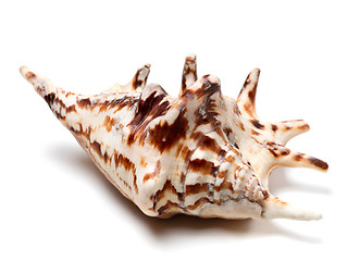 Image showing Lambis tiger shell 