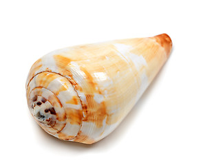 Image showing Seashell isolated on white background