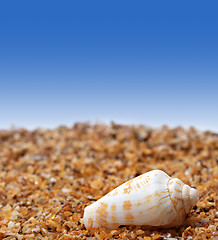 Image showing Shell of cone snail on sand 