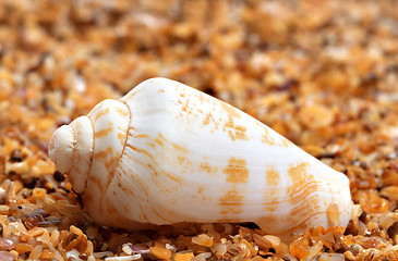 Image showing Shell of cone snail on sand 