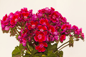 Image showing pelargonium