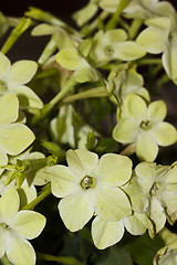 Image showing tobacco plant