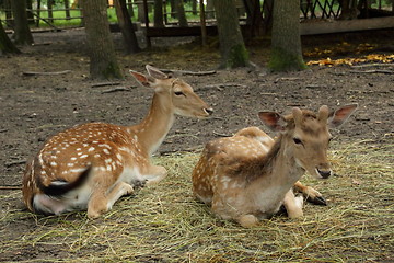 Image showing Two little roe