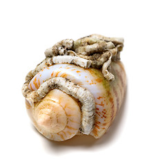 Image showing Shell of cone snail on white