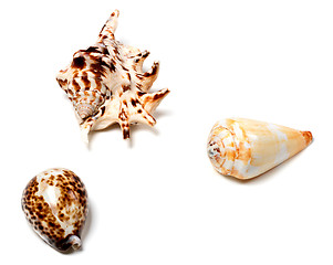 Image showing Three seashells on white