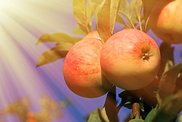 Image showing Red apples and leaves on blue sky