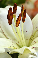 Image showing Beautiful lily growing in garden