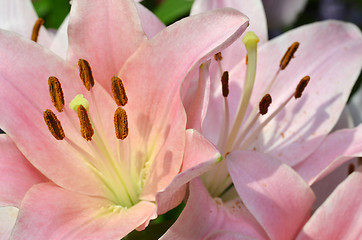 Image showing Beautiful lily growing in garden